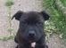 Puppies for sale