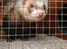 3 year old polecat /ferret