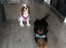 Heartbreaking sale of our fur babies