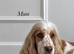 ONE BOY LEFT READY NOW KC Show Cocker Spaniels Black White & Tan Parti colour