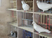 Busschaert racing pigeons