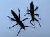 Various surplus inverts for sale - stick/leaf insects, mantis, snails
