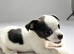 3 chihuahua pups 2 boys and 1 girl