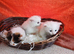 Beautyful, fluffy, kittens.