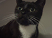 Female cat looking for a loving home