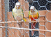 Pair of conures