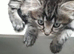 Norwegian forest x Turkish agara