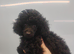 KC TOY POODLE MALE PUPPIES