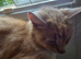 4 ginger & white kittens