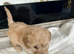 Beautiful fb1 cockerpoo puppies
