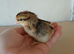 Cream legbar hatching eggs