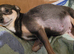 2 chihuahua puppies left - ready Tues 14th