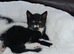 3 lovely mixed breed kittens for sale