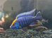 2 fish up for Trade or offer SM5