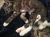 Beautiful Bengal Cross Kittens – Tabby, Calico & Ginger – Ready Soon