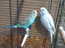 Baby budgies