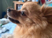 Pomeranian Girl