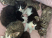 4 male kittens