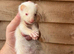 Female albinos x3