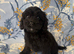 Cavapoo puppies