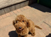 Toy Poodle Puppy Female