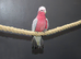 Galah Cockatoo Talking Parrot,31