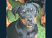 Rottweiler cross