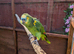 2 Blue fronted Amazons.