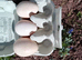 norfolk black turkey hatching eggs