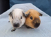 Beautiful pair of Cali Guinea Pig brothers