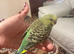 Love baby budgie in  Dagenham in Barking and Dagenham