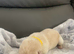 Kc reg Labrador puppy’s for sale Solihull