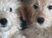 Health clear vax and chipped puppies ready now