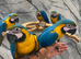 Friendly Baby HandReared Super Tame Cuddly Blue & Gold Macaw Parrot,18
