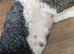 Outstanding Sheepadoodles