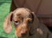 Mini dachshund puppies for sale PR clear
