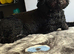 Cavapoo for rehoming