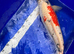 2 large koi