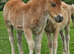 Registered shetland colt foal