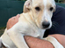 AZALEA – The Little Lap Dog Who May Not Stay Little! ️
