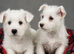Adorable west highland terrier puppies