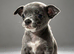 2 chihuahua pups (2 boys)