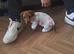 Miniature dachshund girl pra clear