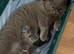 GCCF Blue British Short Hair Kittens