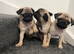 Pug puppies