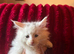 3 maine Coon kittens for sale