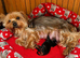 Beautiful small Yorkshire terrier girl