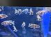 Malawi cichlids peacocks and haps