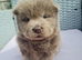 Quality chow chow puppies