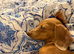 1 year old Dachshund
